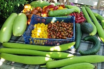 Người đàn ông Việt thuê 200m2 đất ở Pháp để "trồng rau, nuôi gà"