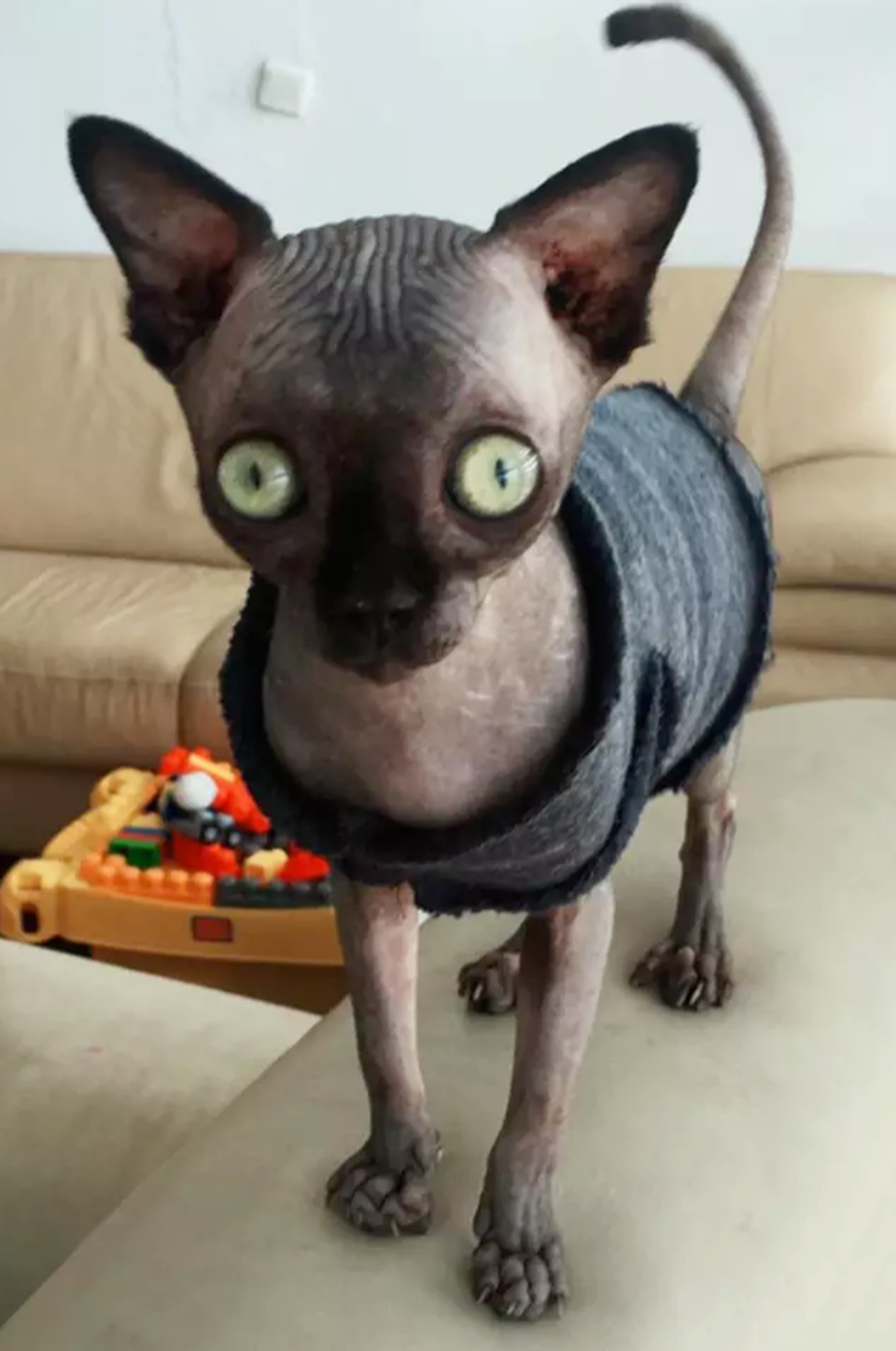 Lạ mắt với cô mèo dơi khiến cư dân mạng phát cuồng - 2