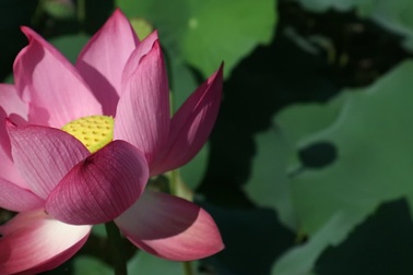 Cánh đồng sen rực rỡ đầu hạ