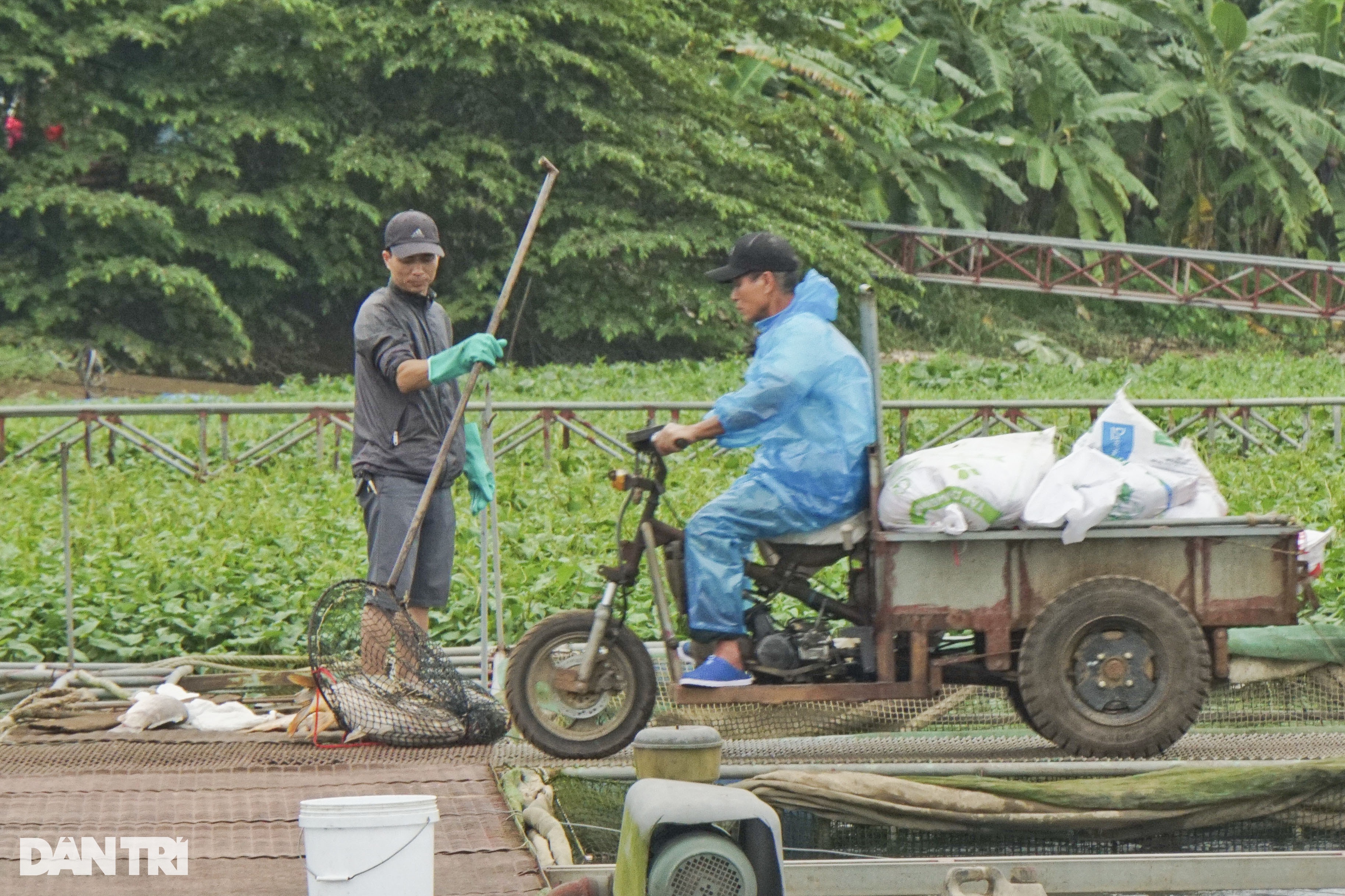 Hàng trăm tấn cá chết ở Hải Dương: Thất thần bên những lồng cá - 9