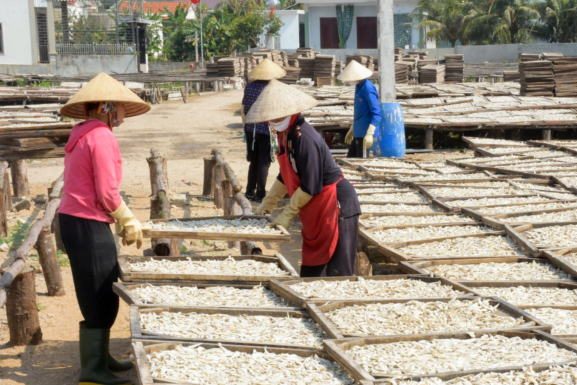 Trúng đậm cá bé bằng ngón tay, ngư dân thu trăm triệu đồng chuyến mở biển - 9