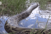 Bắt được con trăn Miến Điện khổng lồ dài 5,4m nặng gần 100kg