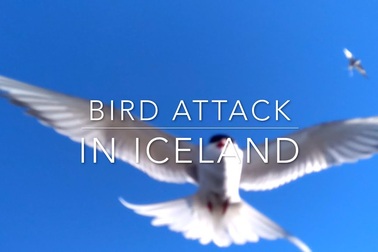 Chim tấn công người ở Iceland