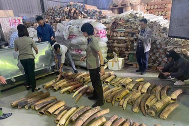 Tiêu hủy 615kg ngà voi buôn lậu từ châu Phi qua cảng Hải Phòng