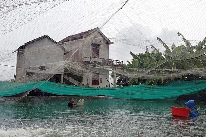 Lập đường dây nóng hỗ trợ người dân tiêu thụ nông sản giữa bão dịch - 2