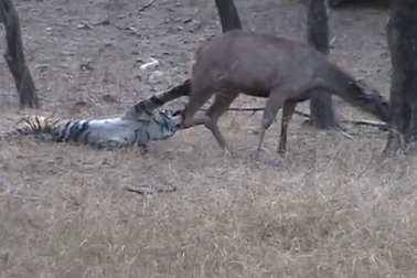 Cận cảnh hổ xử lý tình huống “khó” để hạ gục con mồi