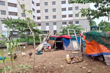 Cận cảnh khu tái định cư trăm tỷ đồng để... cỏ mọc, nuôi gà