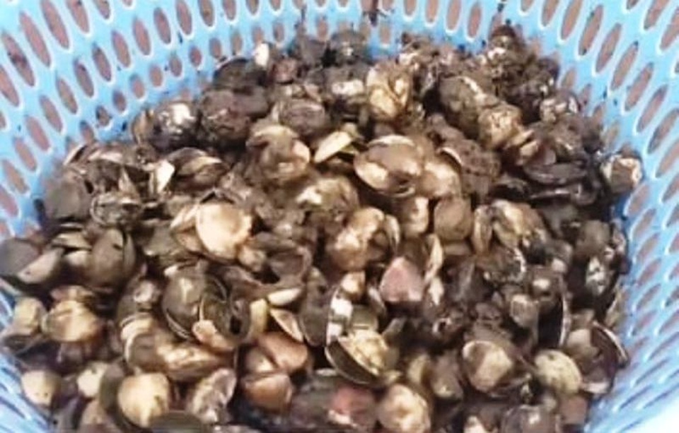 Người dân khốn đốn vì ngao chết trắng trước ngày thu hoạch - 3 Người dân khốn đốn vì ngao chết trắng trước ngày thu hoạch - 3
