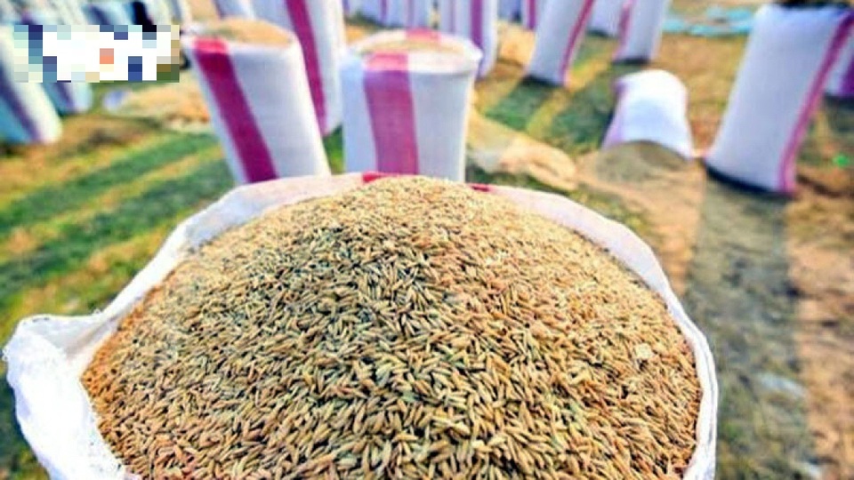 Chuyên gia nói gì về Campuchia xuất hàng triệu tấn thóc vào Việt Nam? - 1 Chuyên gia nói gì về Campuchia xuất hàng triệu tấn thóc vào Việt Nam? - 1