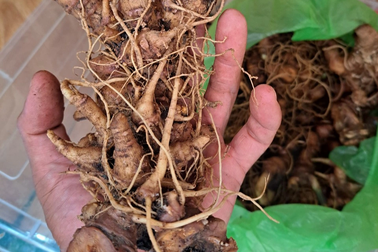 Phát hiện 2kg sâm Ngọc Linh nghi giả ngay tại hội chợ sâm