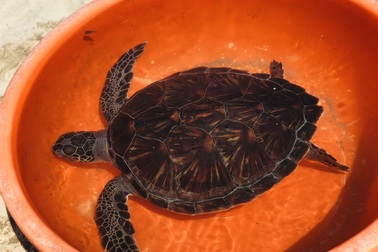 Thả rùa biển quý hiếm nặng 10,5 kg về biển