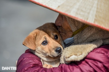 Cụ bà 101 tuổi ôm đàn chó đi nhặt rác, bán hàng rong trong rét buốt Hà Nội