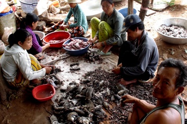 Chuyện lạ về ấp săn chuột người Việt ở Campuchia 