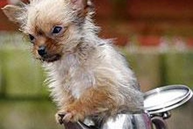 Chú chó nhỏ nhất nước Anh