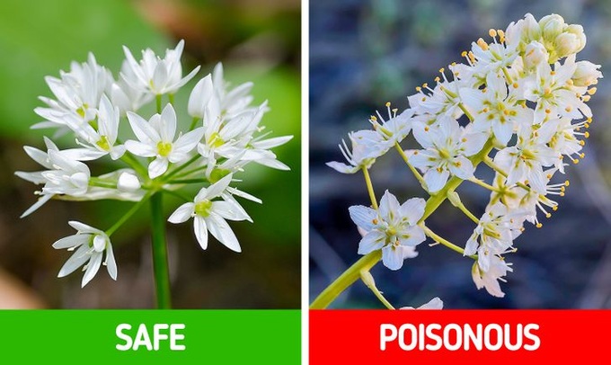 9 loài thực vật luôn khiến con người nhầm lẫn tai hại: Loại thì ăn được, loại lại có độc và cần né xa - Ảnh 7. 9 loài thực vật luôn khiến con người nhầm lẫn tai hại: Loại thì ăn được, loại lại có độc và cần né xa - Ảnh 7.