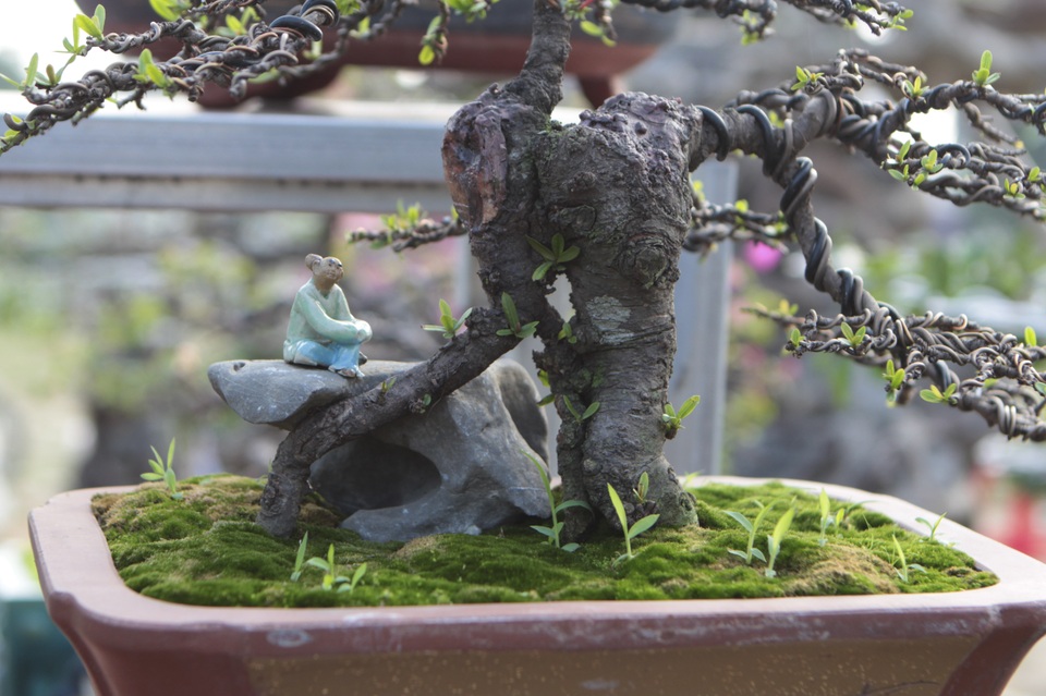 Mãn nhãn với những chậu bonsai mini giá hàng chục triệu đồng - 10 Mãn nhãn với những chậu bonsai mini giá hàng chục triệu đồng - 10