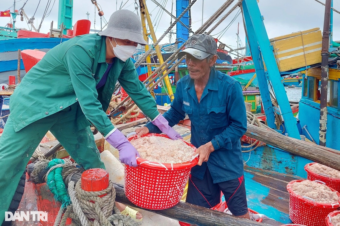 Ngư dân bỏ túi tiền triệu mỗi ngày nhờ trúng lộc biển đầu năm - 1 Ngư dân bỏ túi tiền triệu mỗi ngày nhờ trúng lộc biển đầu năm - 1