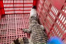 Cá sấu nằm phơi nắng trong sân nhà dân ở TPHCM