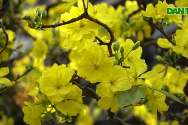 Lão mai dáng xuyên tâm, bông siêu nhiều lập kỷ lục Việt Nam