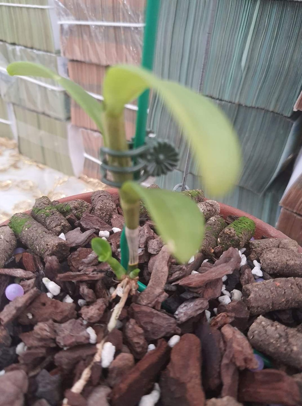 Nghi vấn quanh vụ mua bán lan var Ngọc Sơn Cước 250 tỷ đồng ở Quảng Ninh - 5