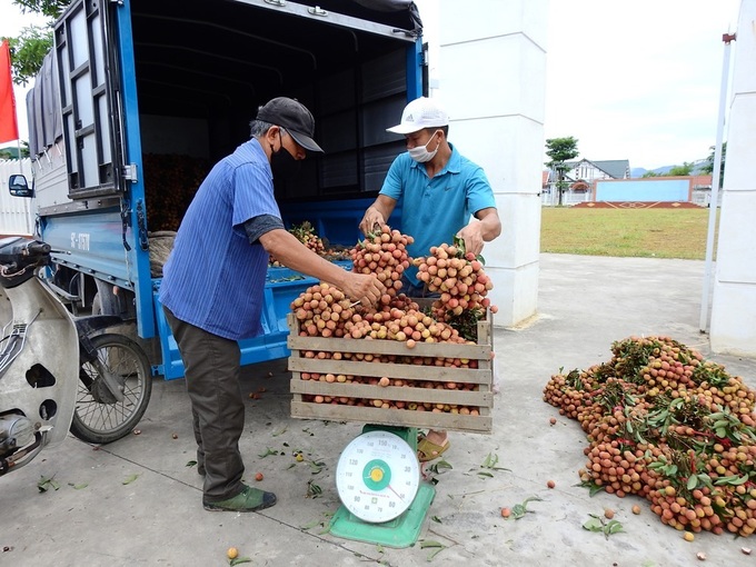 Vải thiều Quảng Ninh được mùa, giá chỉ từ 5.000 đến 7.000 đồng/kg - Ảnh 1.