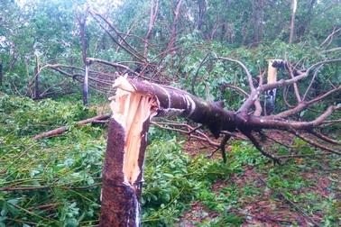 Cao su bị ảnh hưởng nặng sau bão, cần giải pháp quy hoạch hợp lý cây “vàng trắng”!