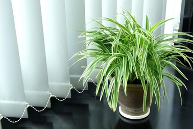 5 loại cây trồng trong nhà giúp thanh lọc không khí, ai cũng cần biết