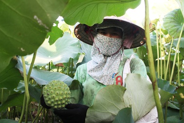 Nông dân thắng lớn, thu cả trăm triệu đồng nhờ trồng sen lấy hạt