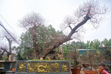 Đào cổ thụ Nhật Tân chờ đại gia "rước" về chơi Tết