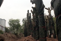 Bí thư Hà Nội: Không để vụ chặt hạ cây xanh “hòa cả làng”