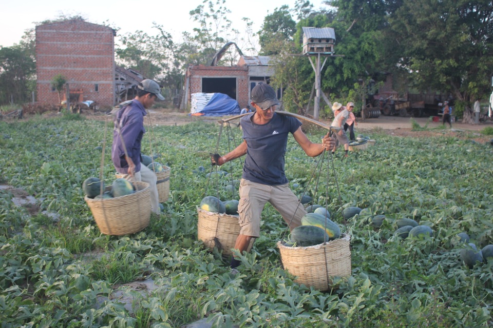 500 đồng/kg dưa hấu, nông dân khóc ròng bỏ mặc cả ruộng dưa - 2 500 đồng/kg dưa hấu, nông dân khóc ròng bỏ mặc cả ruộng dưa - 2