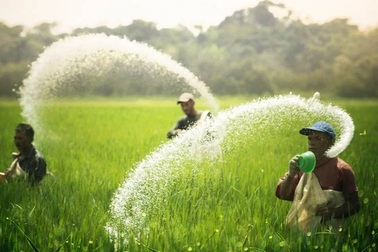 Giá phân bón cao kỷ lục tác động ra sao đến nền kinh tế toàn cầu?