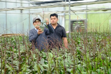 Đưa công nghệ vào sản xuất hoa Tết