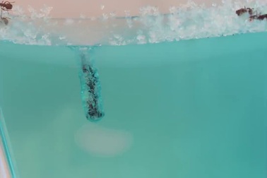 Quá trình xây tổ của loài kiến trong bể nuôi trong suốt mini