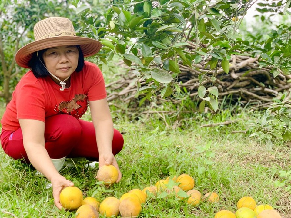 Người dân bất lực nhìn hàng chục tấn cam rụng tả tơi sau mưa lũ - 8 Người dân bất lực nhìn hàng chục tấn cam rụng tả tơi sau mưa lũ - 8