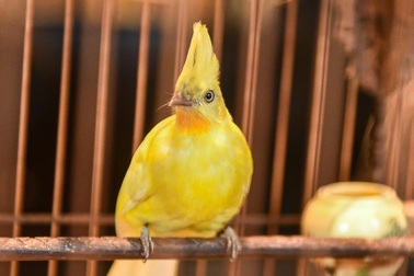 5 lần 7 lượt lên núi mua hoàng mào, đại gia từ chối bán dù được trả tiền tỷ