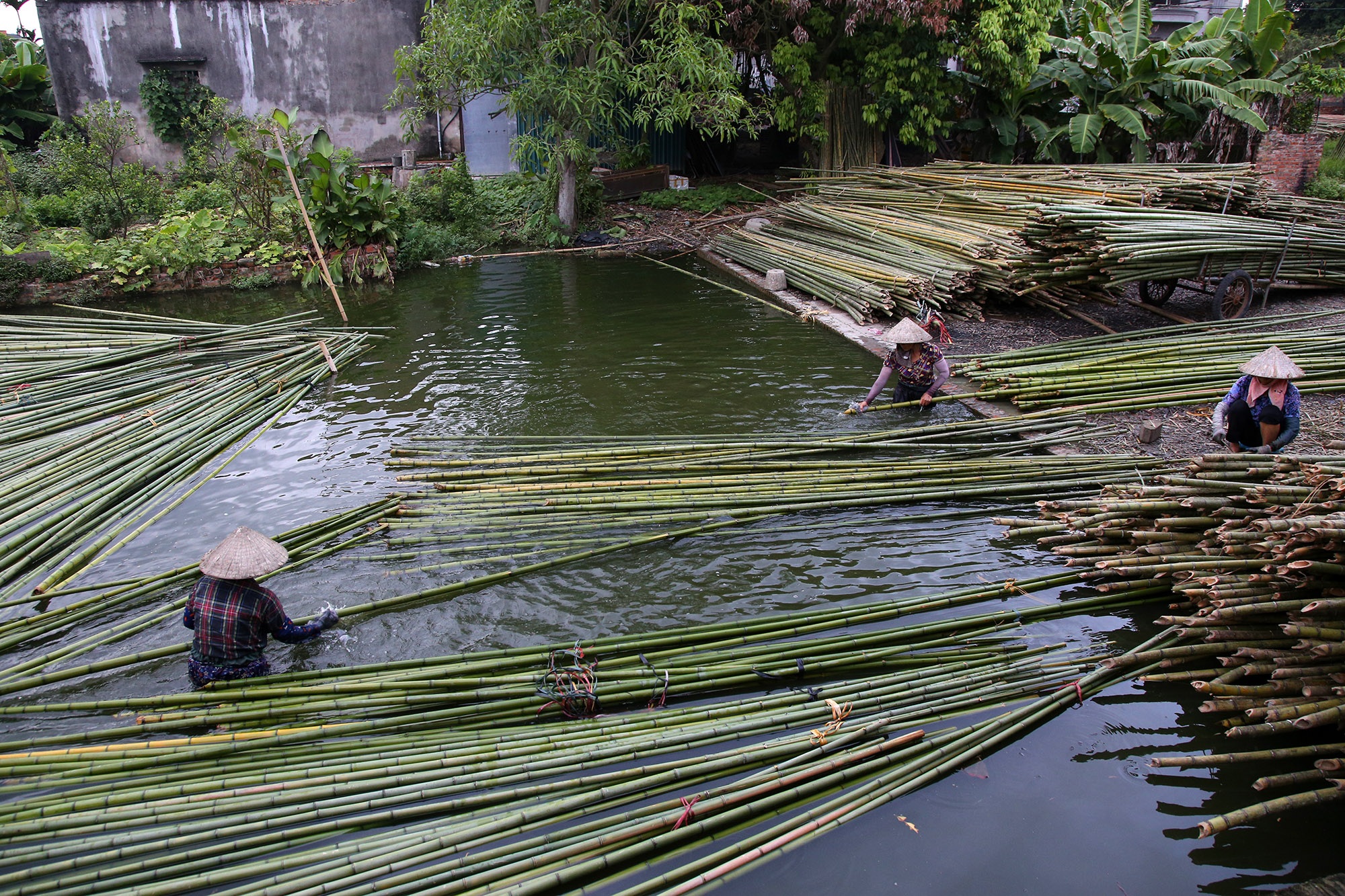Những phụ nữ làm nghề quanh năm ngâm mình trong nước - 5