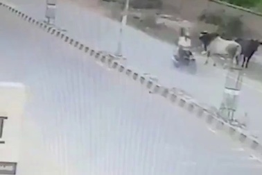 Người đi xe máy bất ngờ bị trâu thả rông húc ngã