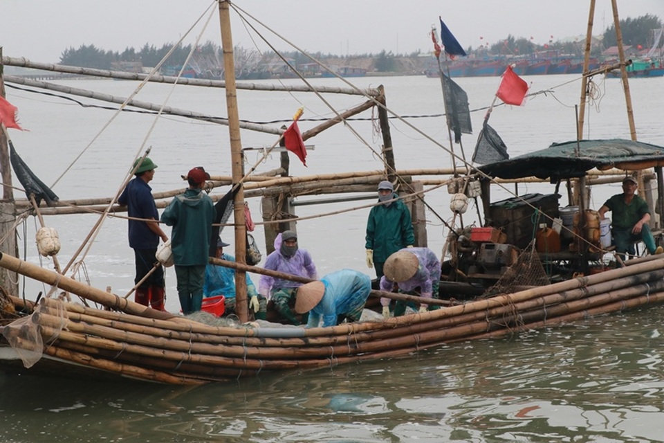 Ngư dân Nam Định thu tiền triệu nhờ đánh bắt sứa biển - 2 Ngư dân Nam Định thu tiền triệu nhờ đánh bắt sứa biển - 2