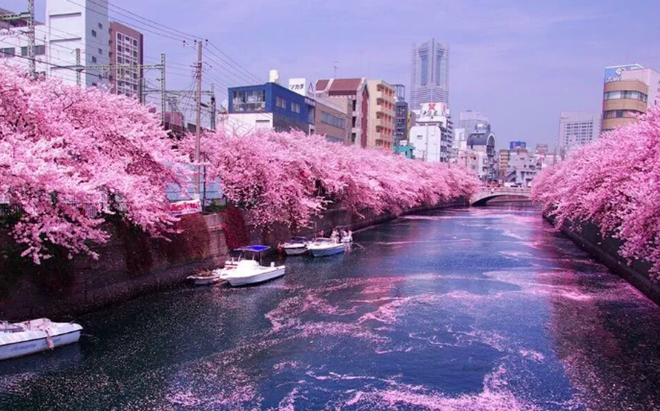 Vẻ đẹp của dòng sông sakura giữa mùa xuân tại Nhật Bản - 3 Vẻ đẹp của dòng sông sakura giữa mùa xuân tại Nhật Bản - 3