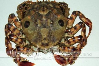 Cua hình mặt người