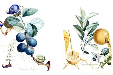 Ngắm tranh tĩnh vật siêu thực của danh họa Salvador Dali