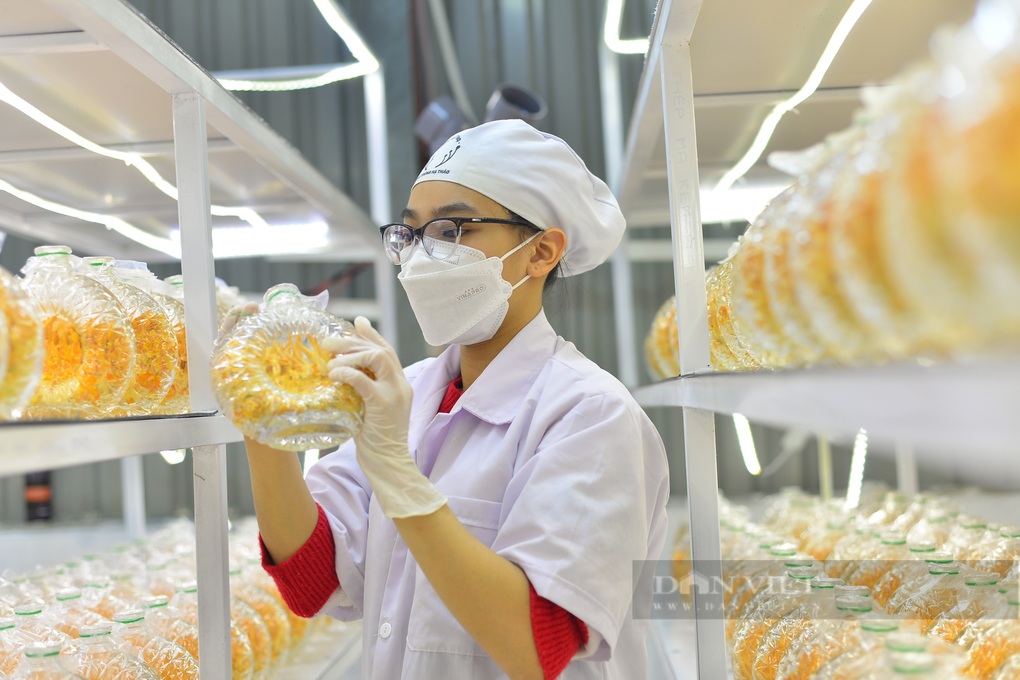 Cử nhân luật về quê nuôi cấy thành công đông trùng hạ thảo, bán 20 triệu/kg - 4 Cử nhân luật về quê nuôi cấy thành công đông trùng hạ thảo, bán 20 triệu/kg - 4