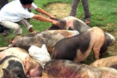 Tạm dừng hoạt động giết mổ, buôn bán lợn