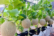 Cảnh trồng rau, nuôi gà, thả cá trên sân thượng của những "nông dân phố"