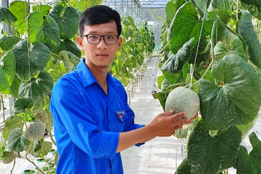 Kỹ sư trồng dưa lưới thủy canh thu lãi hàng trăm triệu đồng/năm