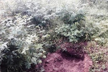 Khu dân cư rúng động với hành động kỳ lạ của đôi vợ chồng trẻ