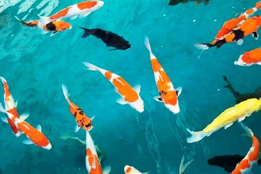 “Mục sở thị” nuôi, nhân giống cá Koi Nhật Bản tại Bình Định