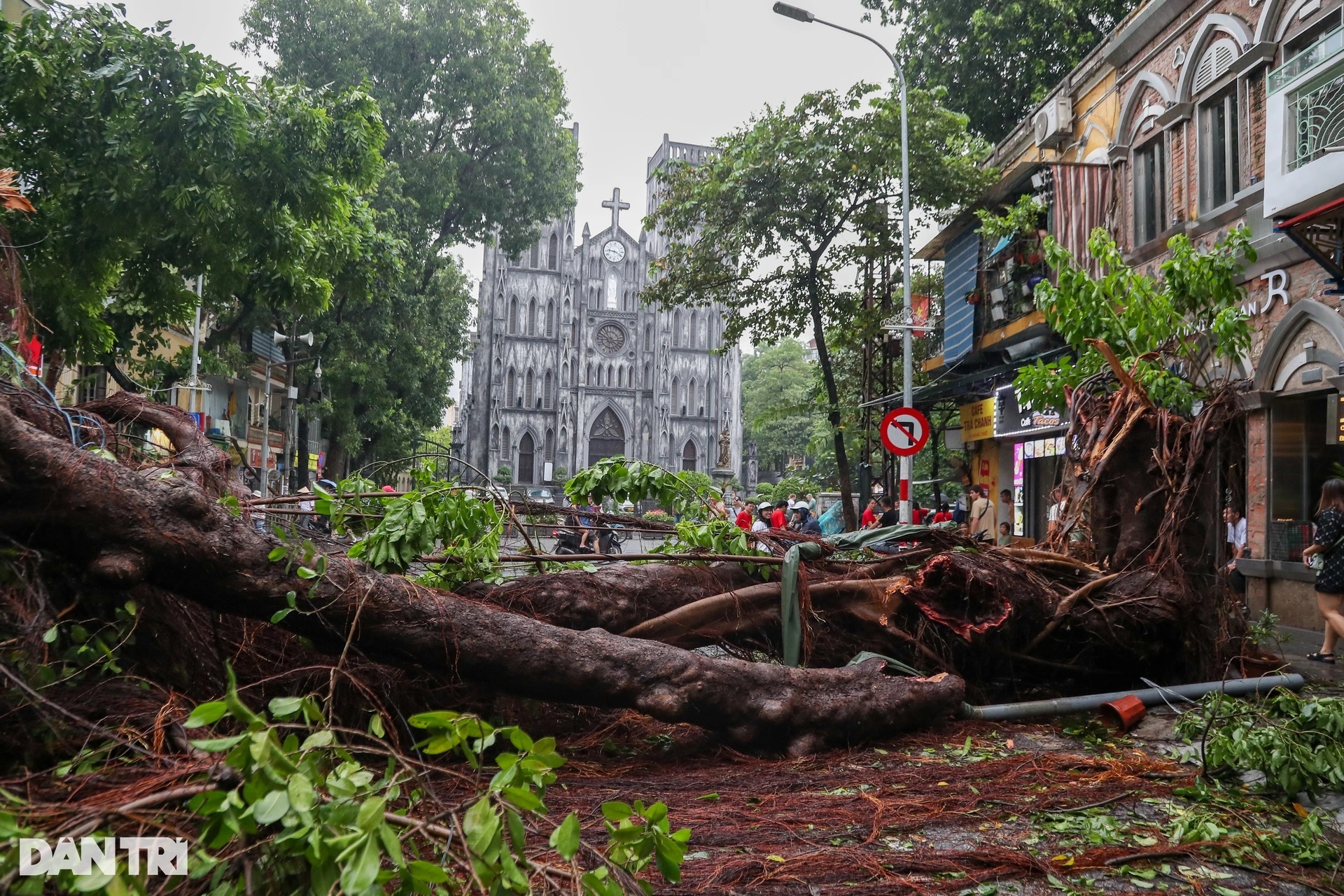 Loạt cây cổ thụ ở các điểm check-in tại Hà Nội đổ gục vì bão gây tiếc nuối - 2 Loạt cây cổ thụ ở các điểm check-in tại Hà Nội đổ gục vì bão gây tiếc nuối - 2