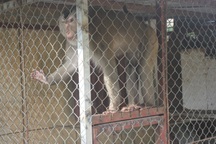 Người dân hiến tặng 4 con khỉ quý hiếm cho Vườn quốc gia Hoàng Liên